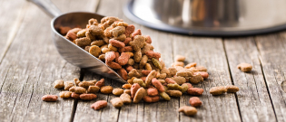 Illustration : "Fabriquer un distributeur de croquettes pour son chien"