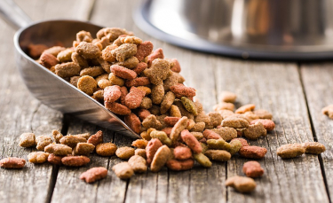 Illustration : "Fabriquer un distributeur de croquettes pour son chien"