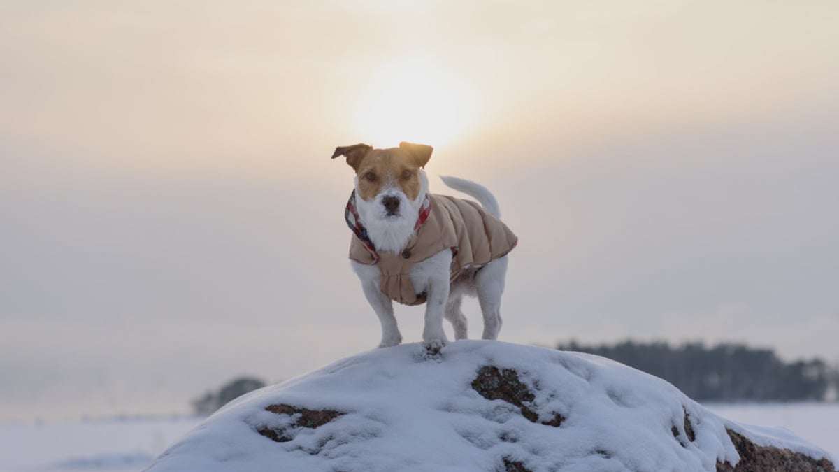 Illustration : "Le manteau pour chien"