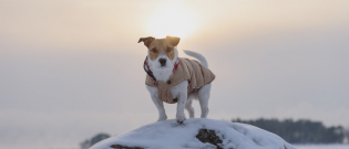Illustration : "Le manteau pour chien"