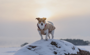 Illustration : "Le manteau pour chien"