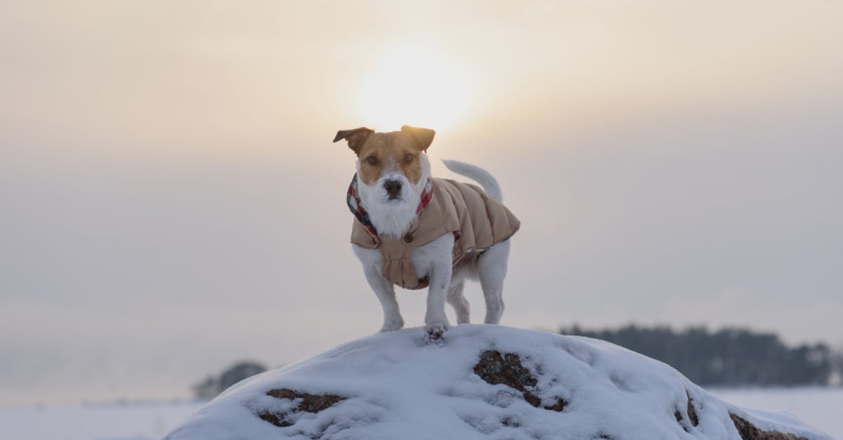 Le manteau : pour quels chiens et comment le choisir ?