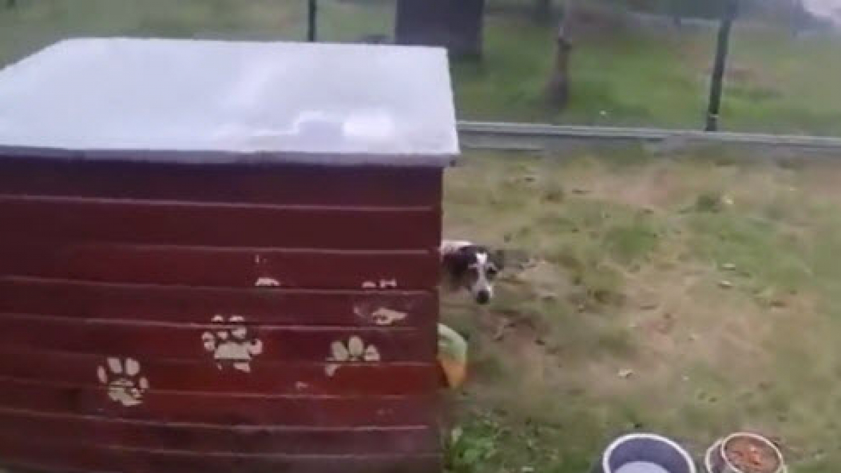 Illustration : "Longtemps enfermée dans une cage, cette chienne réapprend à marcher librement"