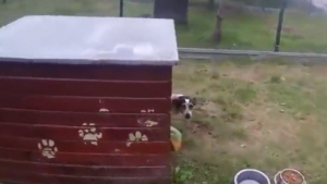 Illustration : "Longtemps enfermée dans une cage, cette chienne réapprend à marcher librement"