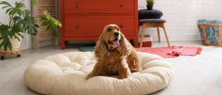 Illustration : "La sécurité du chien à l’intérieur"