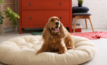 Illustration : "La sécurité du chien à l’intérieur"