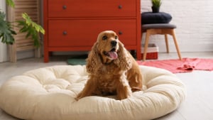 Illustration : La sécurité du chien à l’intérieur