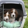 Illustration : Vendre un chien en tant que particulier