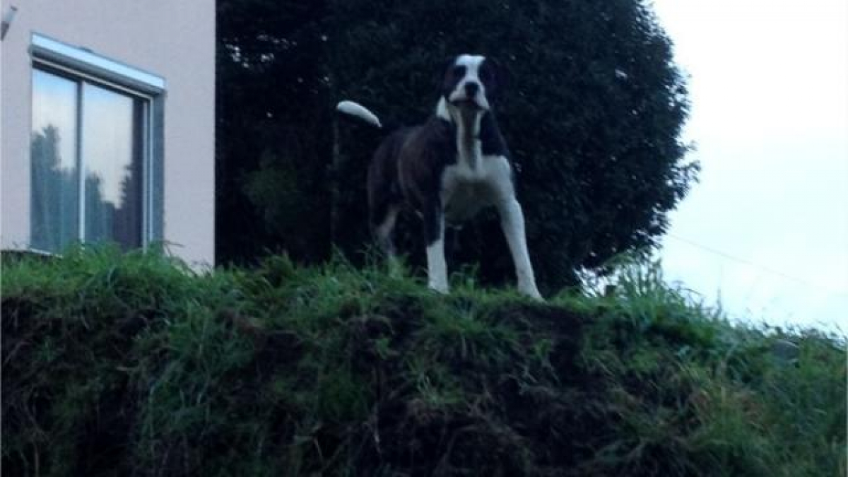 Illustration : "Hennebont (56) : 2 chiens menaçants abattus par la police"