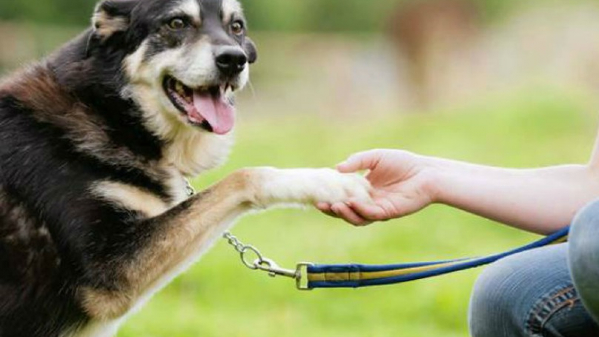 Illustration : "13 chiens qui contribuent à faire de nous de meilleures personnes !"