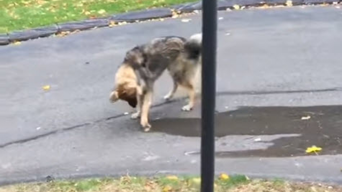 Illustration : "Vidéo : ce chien s’est donné pour mission de stopper l’écoulement d'eau !"