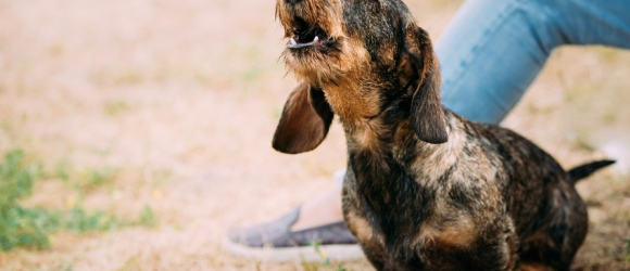 Illustration : "L'aboiement du chien"