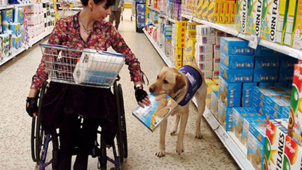 Illustration : "7 chiens d'assistance qui aident leurs partenaires humains à gérer le quotidien"