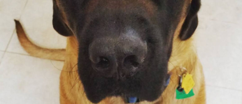 12 Choses Que Font Les Propriétaires De Grands Chiens Et