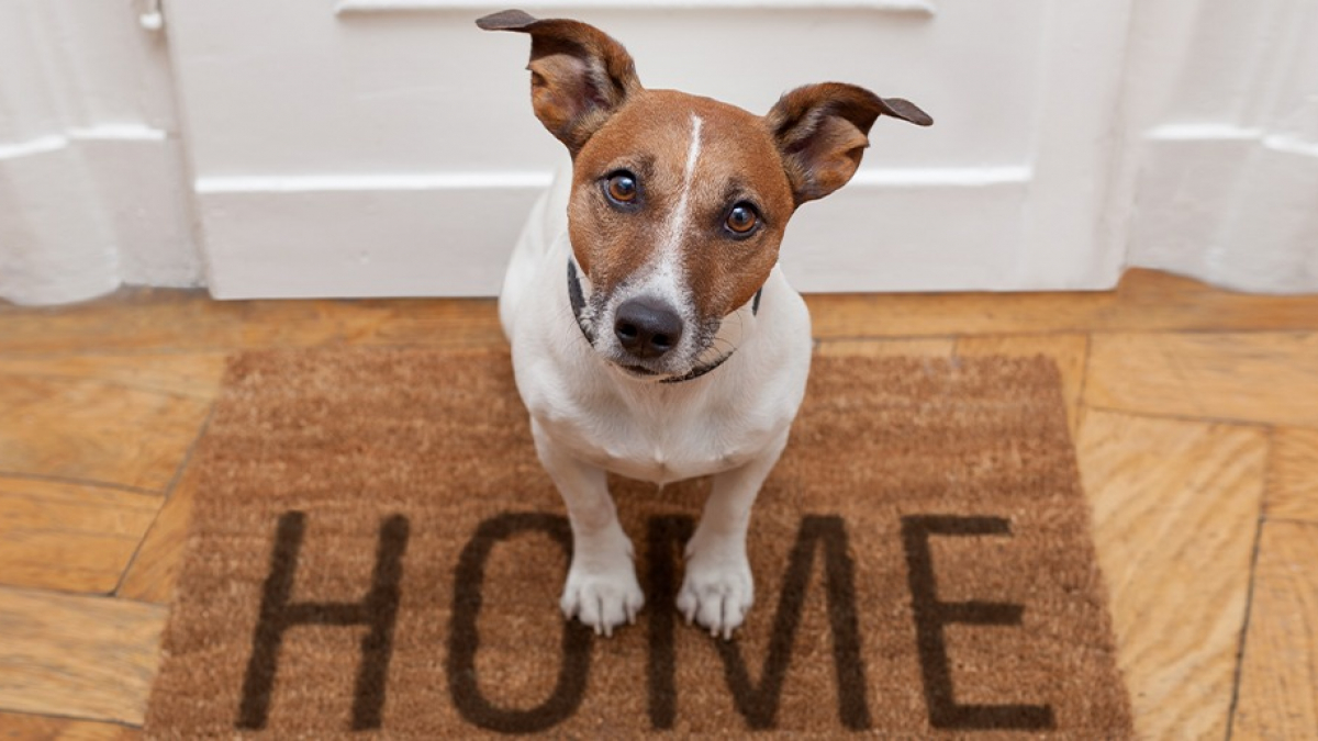 Illustration : "Comment montrer à son chien que la maison n'est pas son territoire ?"