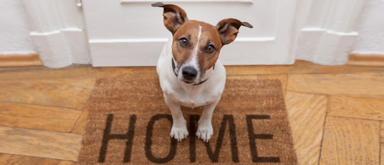 Illustration : "Comment montrer à son chien que la maison n'est pas son territoire ?"