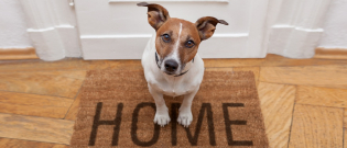 Illustration : "Comment montrer à son chien que la maison n'est pas son territoire ?"