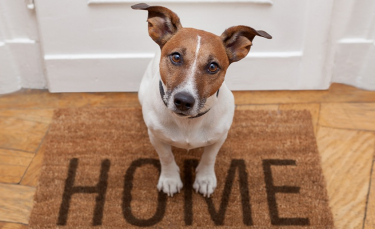 Illustration : "Comment montrer à son chien que la maison n'est pas son territoire ?"