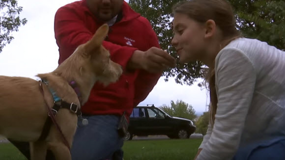 Illustration : "Une fillette sauve une petite chienne en la rapatriant de Corée du Sud, où elle devait être abattue"