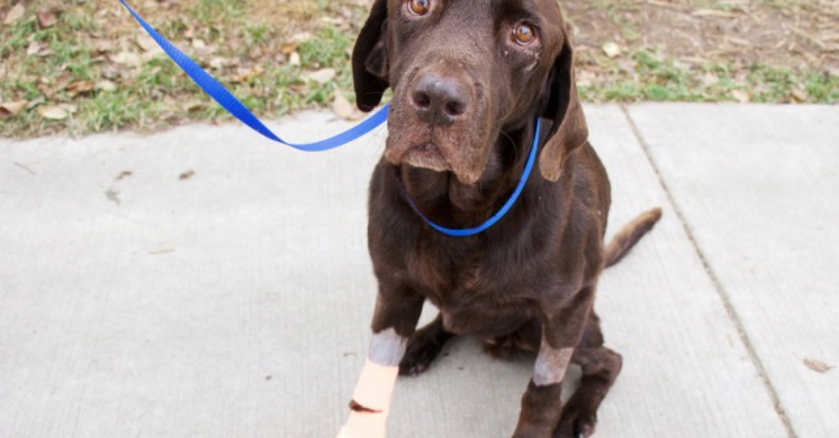 Canada Ce chien a survécu malgré 27 jours passés au fond
