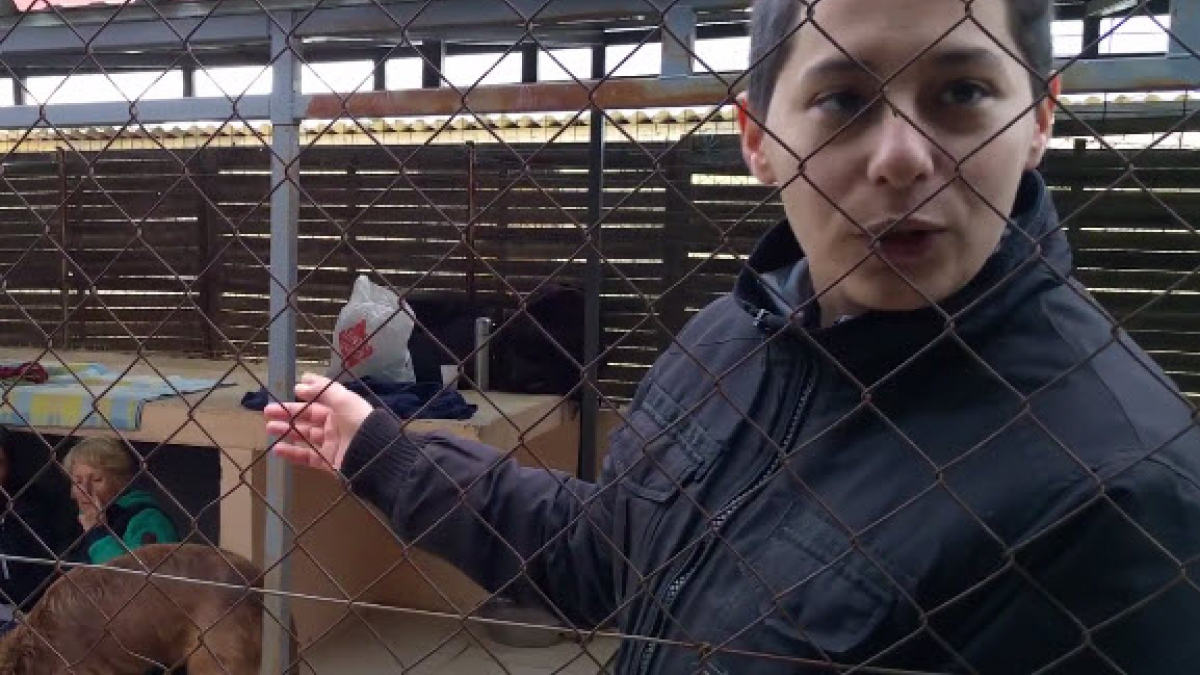 Illustration : "Comme Rémi Gaillard, une jeune femme s’enferme dans une cage pour encourager l'adoption des animaux !"