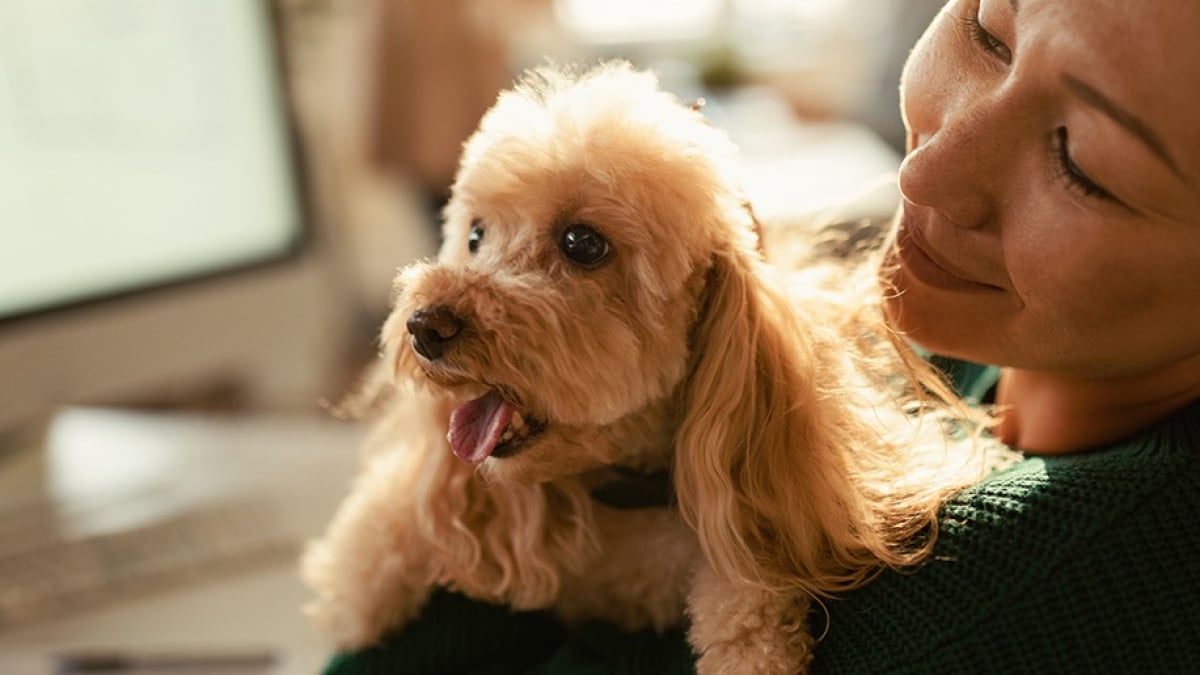 Illustration : "Les façons de montrer de l'amour à son chien"