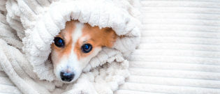 Illustration : "Les réactions du chien face au froid"