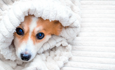 Illustration : "Les réactions du chien face au froid"