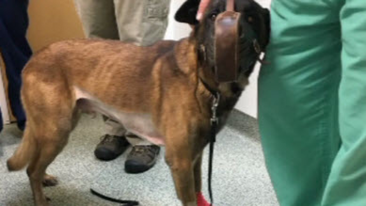 Illustration : "Etats-Unis : Le sang prélevé sur des chiens a sauvé leur congénère blessé par balle"