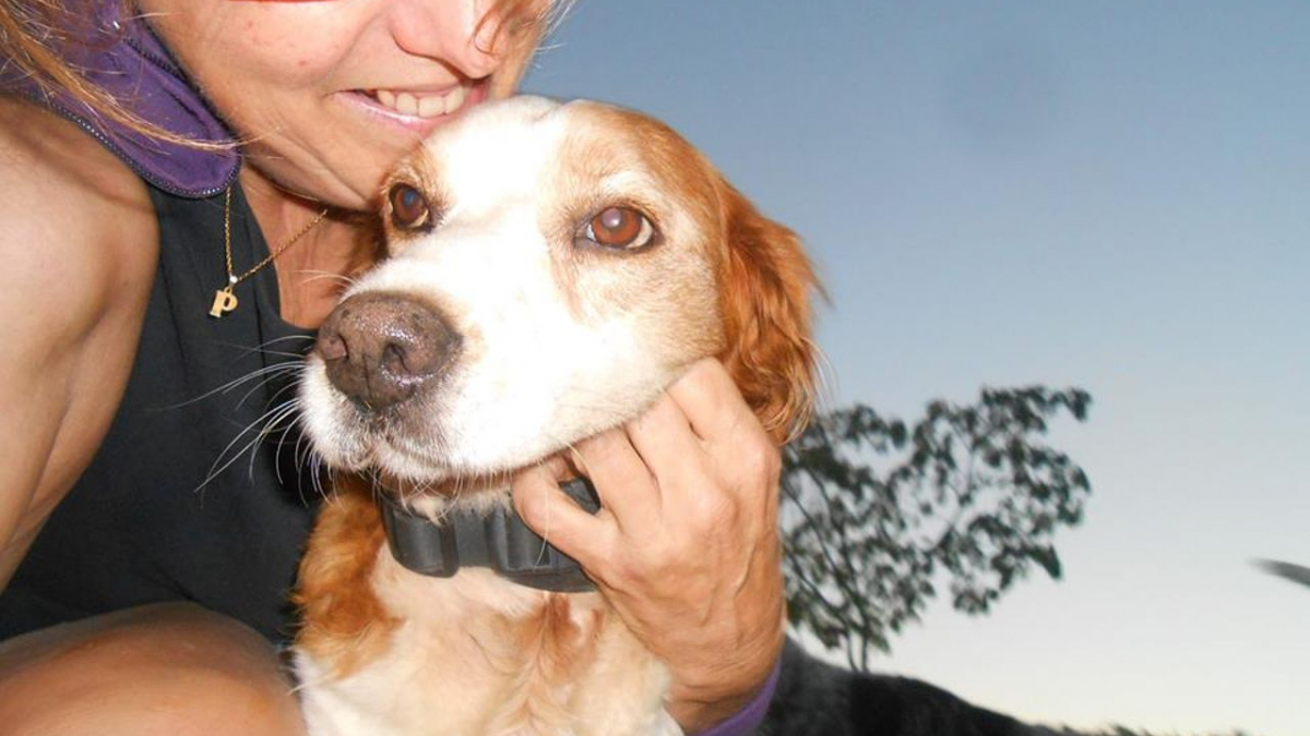 Illustration : "Frontignan (34) : Une chienne de retour chez sa famille 8 ans après sa disparition"