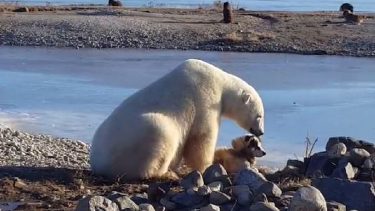Illustration : "Magnifique scène d’amitié entre un ours polaire et un chien attaché au Canada"