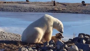 Illustration : "Magnifique scène d’amitié entre un ours polaire et un chien attaché au Canada"