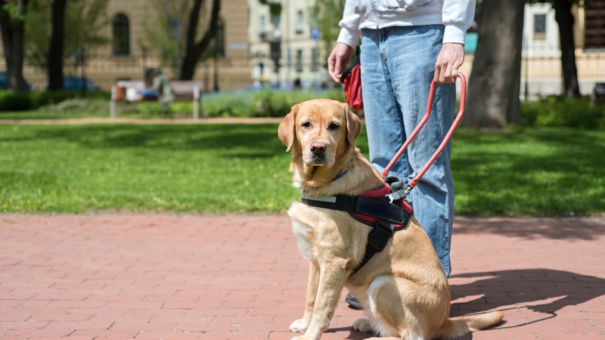 Illustration : "Le chien guide d'aveugle, comment ça marche ?"