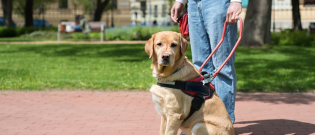 Illustration : "Le chien guide d'aveugle, comment ça marche ?"
