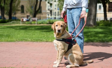 Illustration : "Le chien guide d'aveugle, comment ça marche ?"