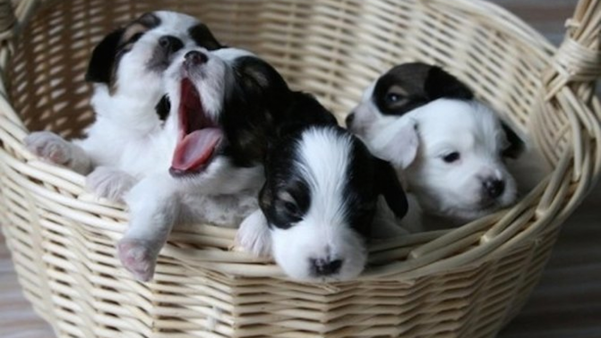 Illustration : "15 adorables chiots qui peinent à se réveiller le matin ! "