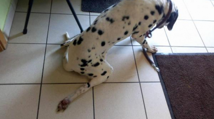 Illustration : Belgique : un refuge sauve un Dalmatien dont les propriétaires ne pouvaient plus s'occuper
