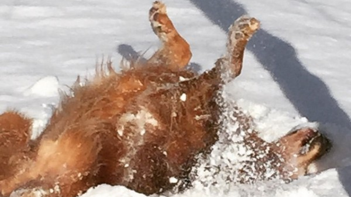 Illustration : "14 chiens qui profitent pleinement des joies de l'hiver"