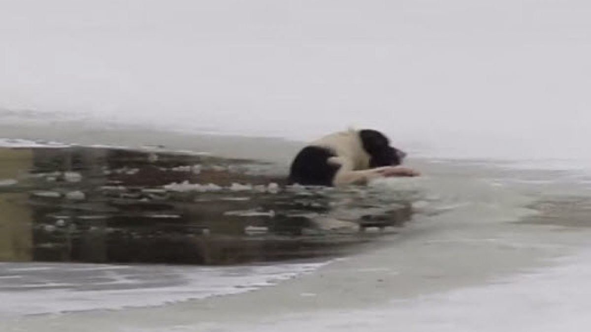 Illustration : "Russie : un homme brave le froid pour sauver un chien tombé dans l’eau glacée"