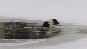 Illustration : "Russie : un homme brave le froid pour sauver un chien tombé dans l’eau glacée"