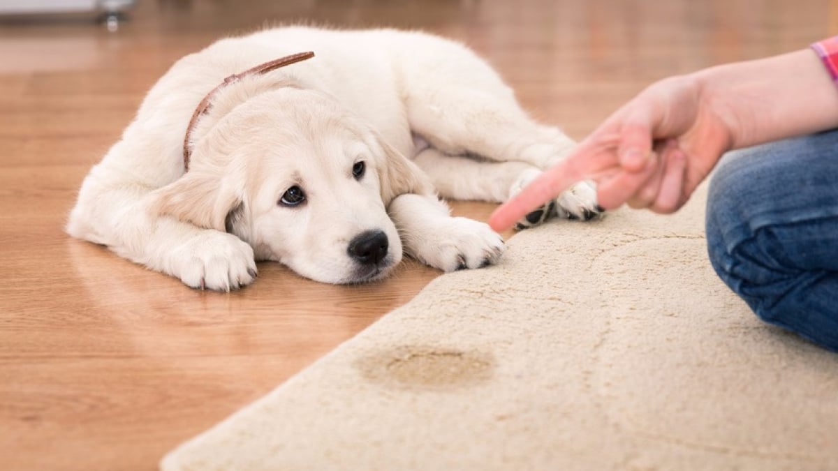 Illustration : "Enlever l'odeur et la tache d'urine de son chien"