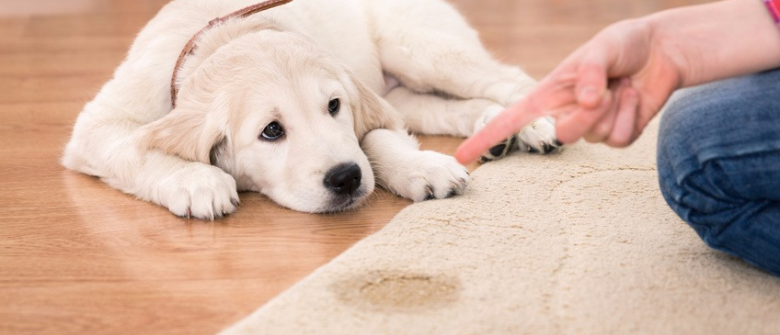 https://www.woopets.fr/assets/img/002/581/bannerbig/enlever-odeur-tache-urine-chien.jpg