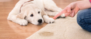 Illustration : "Enlever l'odeur et la tache d'urine de son chien"