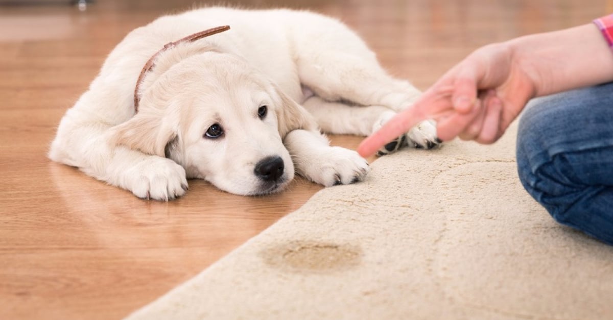 Comment nettoyer ses tapis ou moquettes lorsqu'on à des animaux de