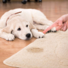 Illustration : Enlever l'odeur et la tache d'urine de son chien