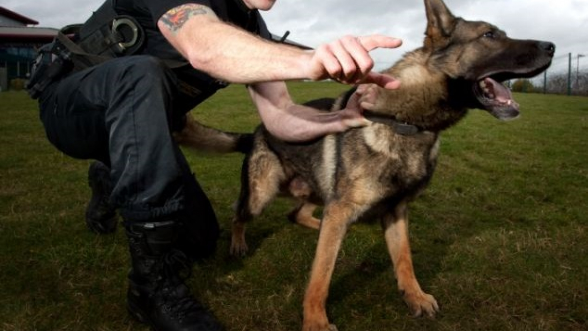 Illustration : "Suisse : acquittement d’un policier dont le chien avait mordu un fuyard"