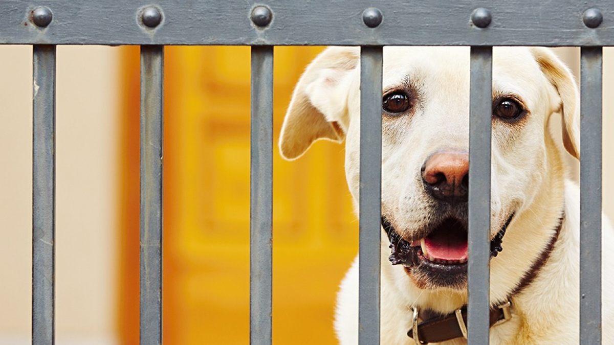 Illustration : "La clôture électrique anti-fugue pour chien"