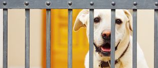 Illustration : "La clôture électrique anti-fugue pour chien"