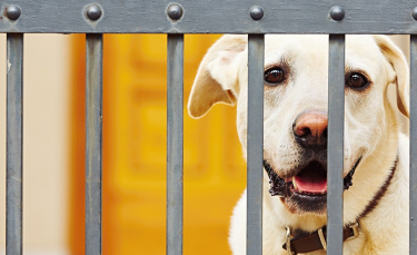 Illustration : "La clôture électrique anti-fugue pour chien"