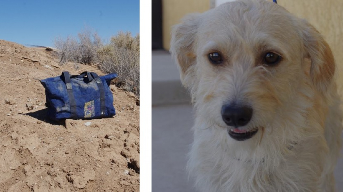 Illustration : "Un chien abandonné dans un sac, en plein désert californien"